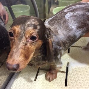 ころんちゃんシャンプー中