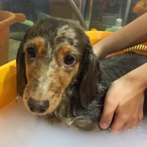 ころんちゃんスパ中