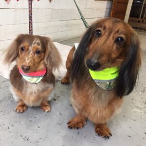 れおんちゃんころんちゃん施術後