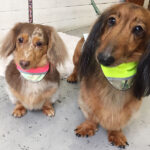 れおんちゃんころんちゃんアイキャッチ