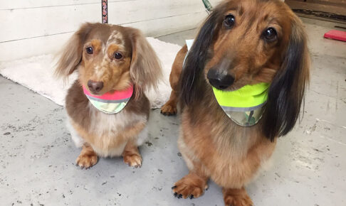 れおんちゃんころんちゃんアイキャッチ