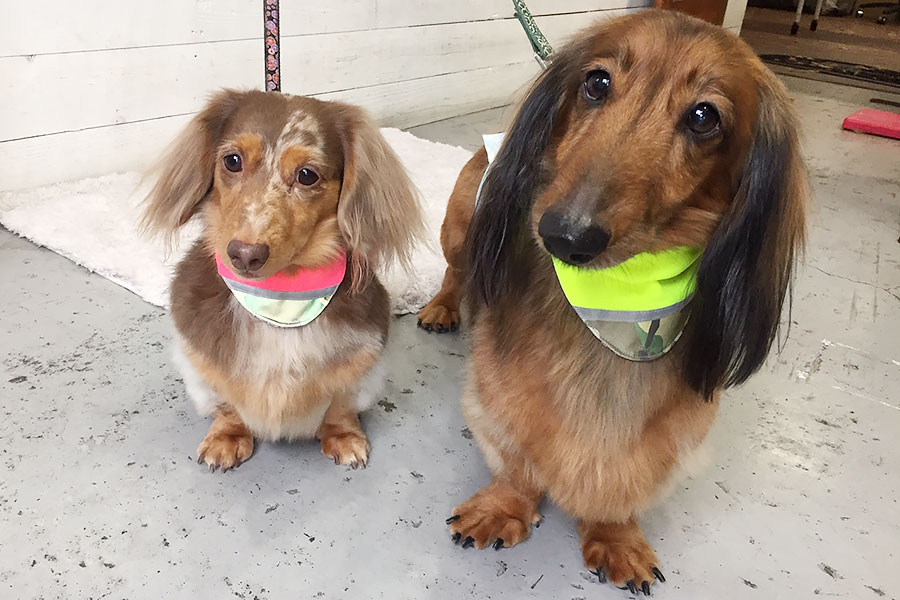 れおんちゃんころんちゃんアイキャッチ