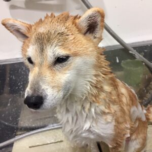 小晴ちゃんシャンプー中