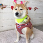 小晴ちゃんアイキャッチ