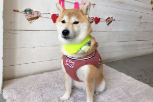 小晴ちゃんアイキャッチ