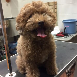 ホヌちゃんカット前