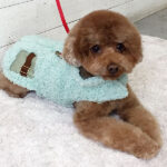 ホヌちゃんアイキャッチ