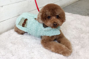 ホヌちゃんアイキャッチ