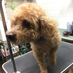 よろしくトイプー