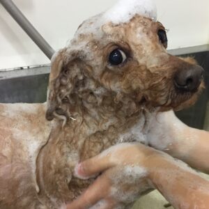 シャンプートイプー