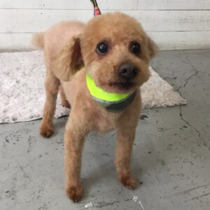 仕上がりトイプー