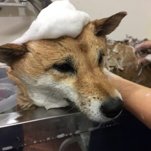 シャンプーしば