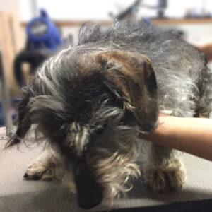 よろしくダックス