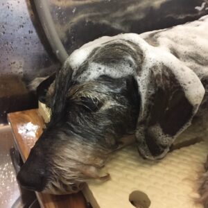 シャンプーダックス