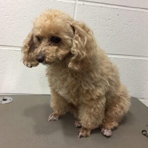 よろしくトイプー