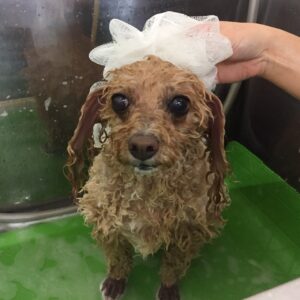 シャンプートイプー