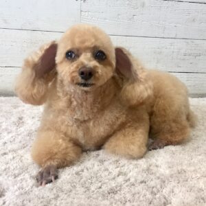 仕上がりトイプー