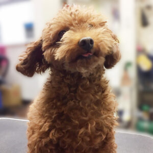 よろしくトイプー