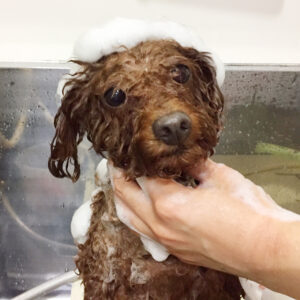 シャンプートイプー