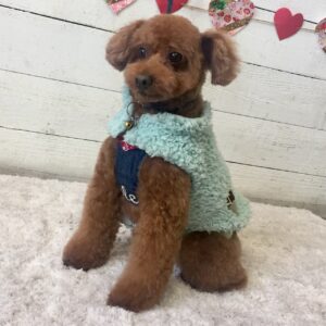 仕上がりトイプー