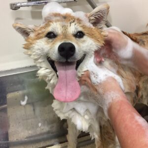 シャンプーしば