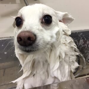 モナちゃんシャンプー中