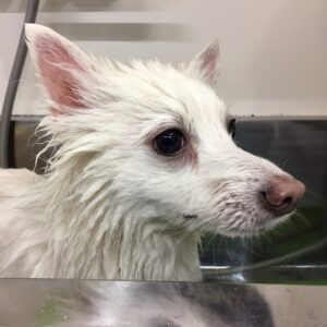 モナちゃんスパ中