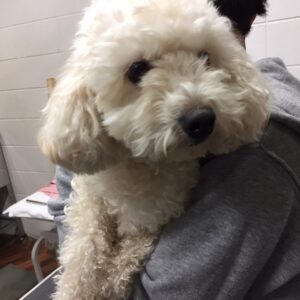 みうちゃんカット前