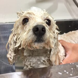 みうちゃんシャンプー中