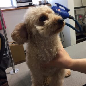 ペコちゃんカット前