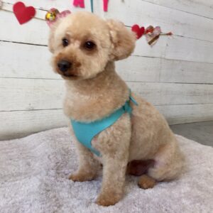 ペコちゃん施術後