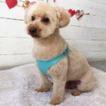 ペコちゃんアイキャッチ