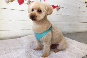 ペコちゃんアイキャッチ