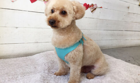 ペコちゃんアイキャッチ