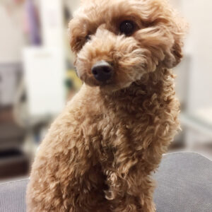 よろしくトイプー