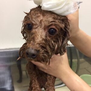 シャンプートイプー