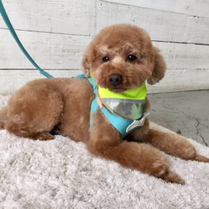 仕上がりトイプー