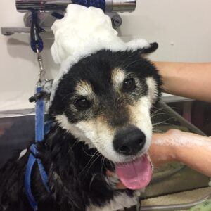 シャンプーしば