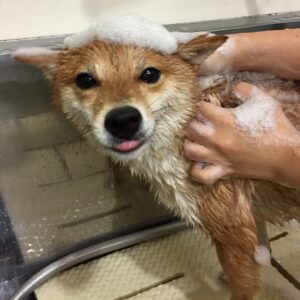 シャンプーしば