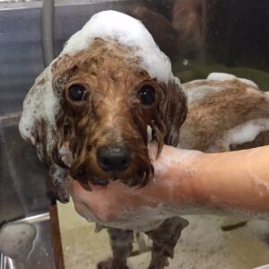 シャンプートイプー