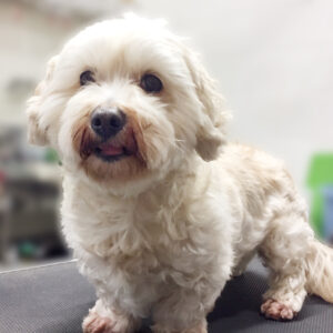 よろしくミックス