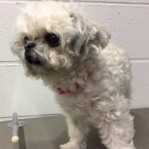 よろしくミックス