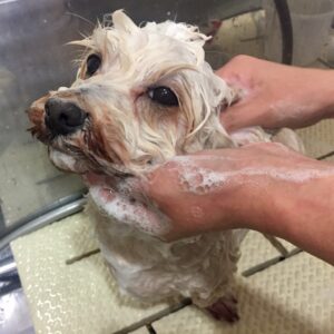 シャンプーミックス