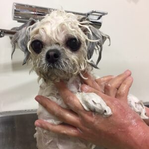 シャンプーミックス