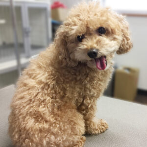 よろしくトイプー