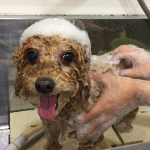 シャンプートイプー