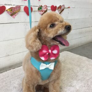 仕上がりトイプー