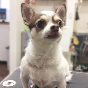 よろしくチワワ