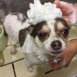 シャンプーチワワ