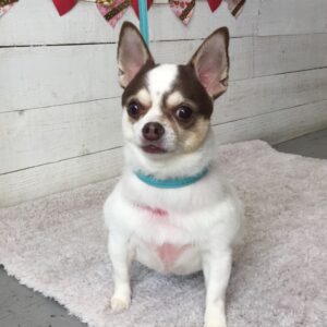 仕上がりチワワ